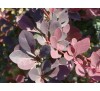 Барбарис Тунберга  Атропурпуреа (Atropurpurea) С2.